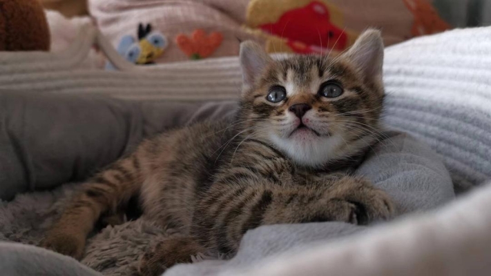 赤峰貓咪送養(yǎng)中心電話號(hào)碼查詢-第1張圖片