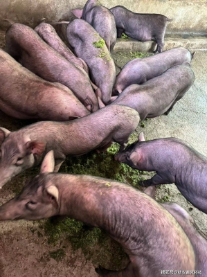 赤峰安盈種豬場電話地址查詢-第1張圖片