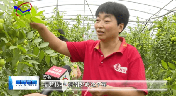 赤峰市大棗采摘基地電話號碼-第1張圖片