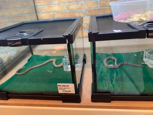 赤峰市爬蟲館電話號碼查詢-第1張圖片