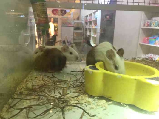 赤峰萌寵部落寵物店電話號(hào)碼-第1張圖片