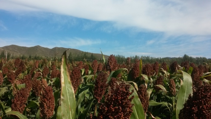 赤峰鑫豐市場糧行電話號(hào)碼查詢-第1張圖片