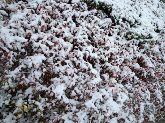 赤峰市雪萊制衣廠電話號(hào)碼-第1張圖片