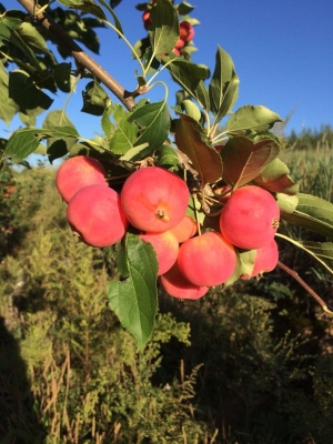 赤峰林西縣粽子店電話號(hào)碼-第1張圖片