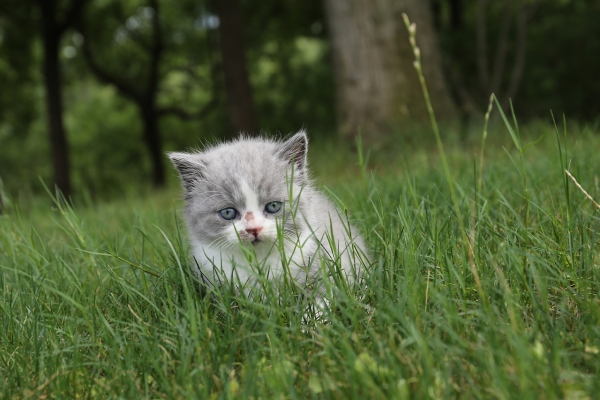赤峰小八貓舍電話多少號-第1張圖片