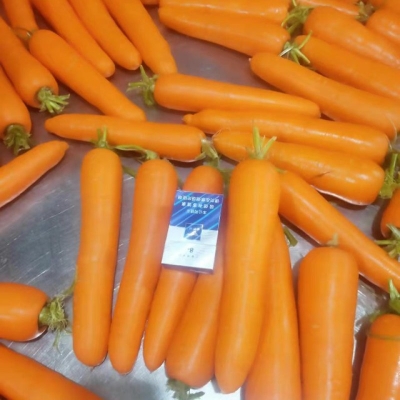 赤峰小蘿卜營地電話多少-第1張圖片