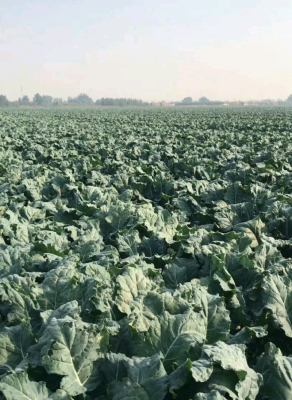 赤峰西藍(lán)花種植基地電話(huà)號(hào)碼-第1張圖片