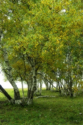 赤峰慕欣理發(fā)店地址電話號碼-第1張圖片