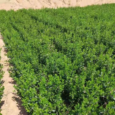 赤峰大葉黃楊批發(fā)基地電話號碼-第1張圖片