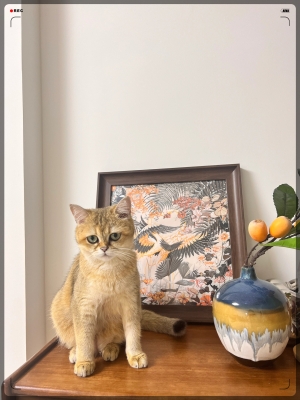 赤峰尋貓團隊電話號碼查詢是多少-第1張圖片