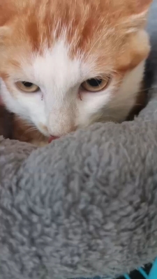 赤峰溜浪貓基地電話地址查詢-第1張圖片