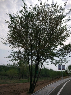 赤峰樟子松植物園電話號(hào)碼是多少-第1張圖片