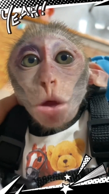 赤峰大嘴猴靈堂電話號(hào)碼查詢-第1張圖片