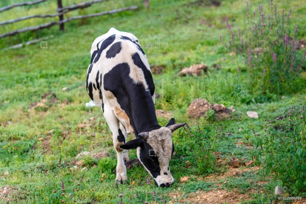 赤峰嘉立荷奶牛場電話號碼-第1張圖片