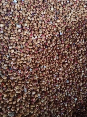 赤峰市高粱收購聯(lián)系電話號碼-第1張圖片