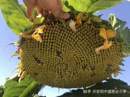 赤峰種子化肥批發(fā)市場電話號碼-第1張圖片