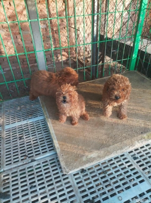 赤峰狗狗代買平臺(tái)電話地址查詢-第1張圖片