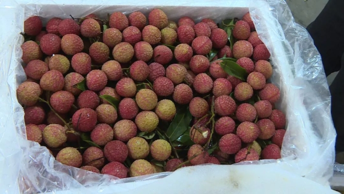 赤峰水果荔枝批發(fā)市場電話號碼-第1張圖片