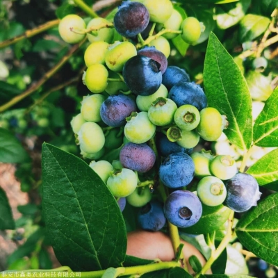 赤峰林夕羊苗基地電話號(hào)碼-第1張圖片