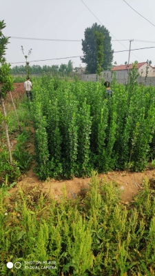 赤峰東方紅苗木基地電話號(hào)碼-第1張圖片