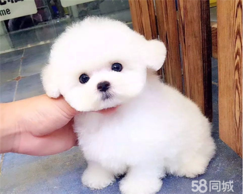 赤峰寵物比熊市場電話號碼多少-第1張圖片