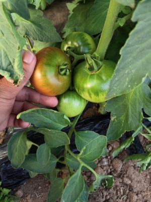 赤峰寧城玉米全膜機(jī)售后電話號(hào)碼-第1張圖片