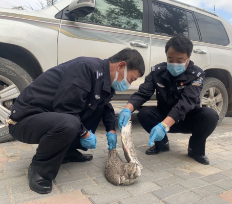 赤峰通遼寵物醫(yī)院電話多少號-第1張圖片