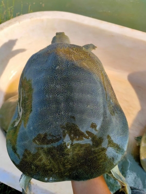 赤峰活甲魚店電話號(hào)碼多少號(hào)-第1張圖片