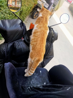 赤峰橘貓咖啡館電話地址查詢-第1張圖片