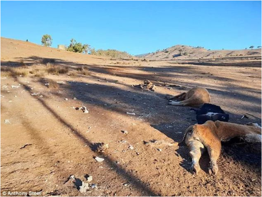 赤峰寄養(yǎng)牛羊的電話號(hào)碼是多少-第1張圖片