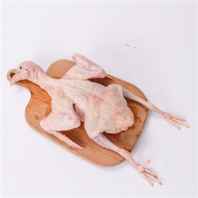 赤峰市賣乳鴿電話號碼多少-第1張圖片