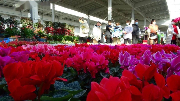 赤峰古玩城花市地址電話號碼-第1張圖片