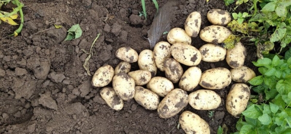 赤峰大白塊磚廠家電話號(hào)碼-第1張圖片