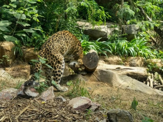 赤峰紅山動(dòng)物園電話多少號(hào)-第1張圖片