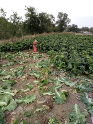 赤峰橋頭鎮(zhèn)食品廠電話號(hào)碼-第1張圖片