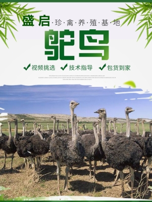 赤峰駝鳥養(yǎng)殖場電話多少號-第1張圖片