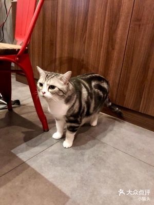 赤峰貓咖酒吧電話多少號啊-第1張圖片