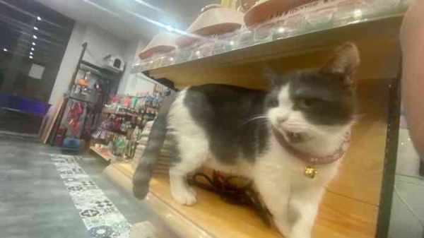 赤峰市孵化寵物店電話號(hào)碼-第1張圖片