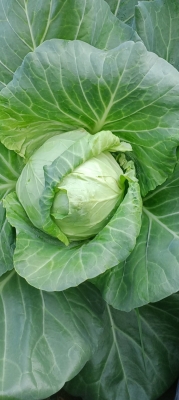 赤峰蔬菜代采點(diǎn)電話(huà)號(hào)碼查詢(xún)-第1張圖片