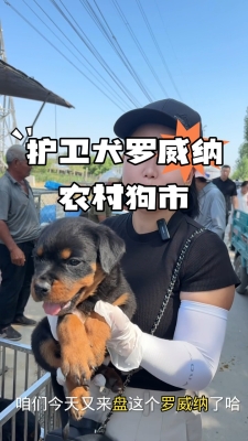 赤峰狗市羅威納犬舍電話號碼-第1張圖片