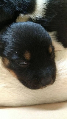 赤峰狗狗之家電話號碼多少號-第1張圖片