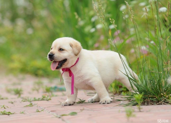 赤峰同城撿狗拉布拉多電話號碼-第1張圖片