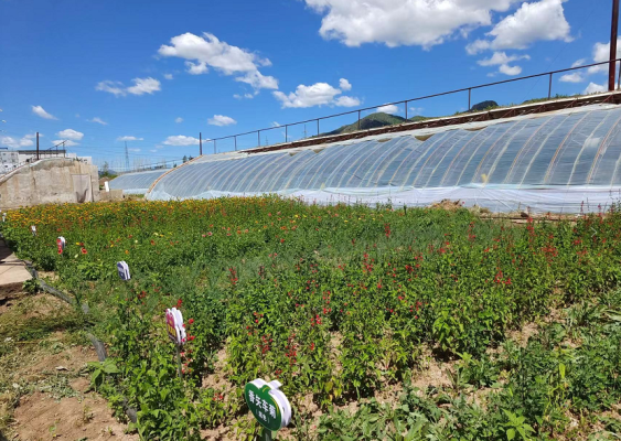 赤峰市經(jīng)緯花卉市場(chǎng)電話(huà)號(hào)碼-第1張圖片