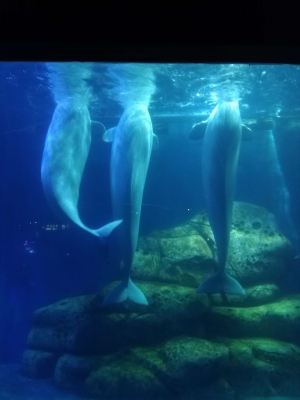 赤峰市動(dòng)物館電話號(hào)碼是多少-第1張圖片