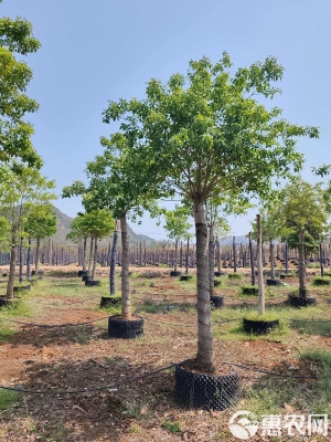 赤峰冬青苗木廠家電話號碼-第1張圖片