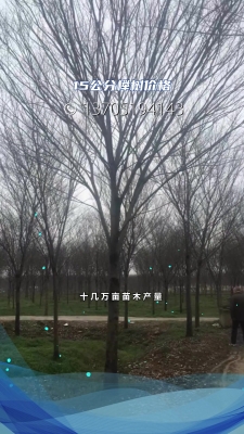 赤峰市宜林苗木公司電話號碼-第1張圖片