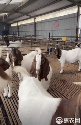 赤峰羊苗代收電話地址是多少號(hào)-第1張圖片