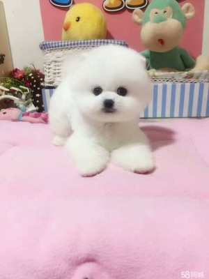 赤峰博美出售信息電話號碼查詢-第1張圖片