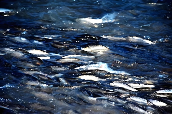 赤峰親嘴調(diào)酒師電話是多少號-第1張圖片