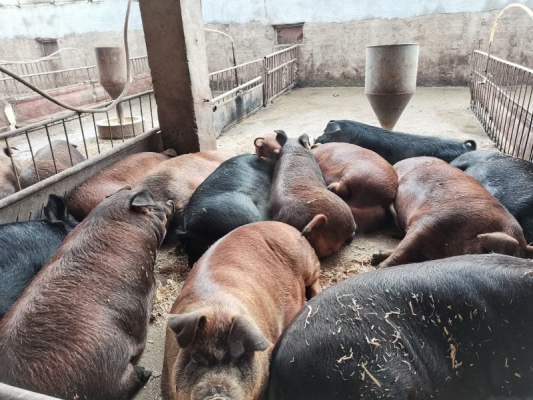 赤峰賣豬下貨的地方電話號碼-第1張圖片